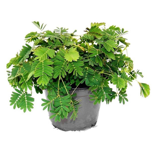 Touch me not, Mimosa Pudica – image 1