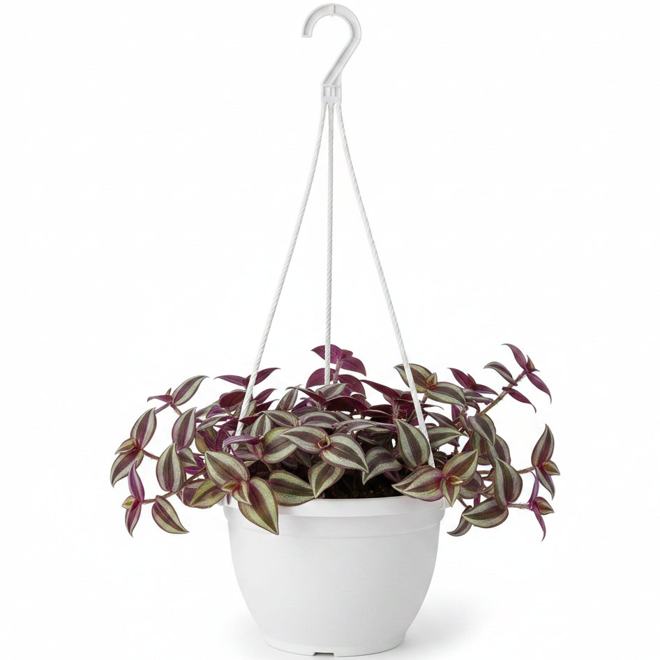 Fantasy Venice, Tradescantia Nanouk – image 7