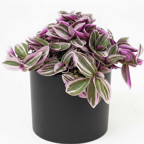 Fantasy Venice, Tradescantia Nanouk – image 6