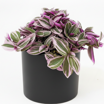 Fantasy Venice, Tradescantia Nanouk – image 6