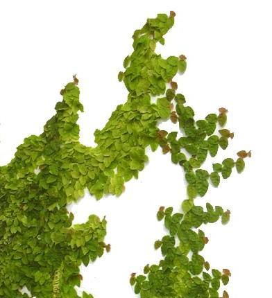 Climbing Fig, Ficus Pumila – image 3