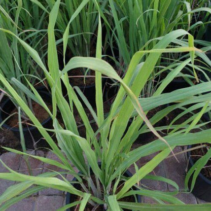 Lemon Grass, Cymbopogon Citratus – image 4