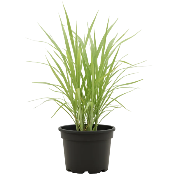Lemon Grass, Cymbopogon Citratus – image 3