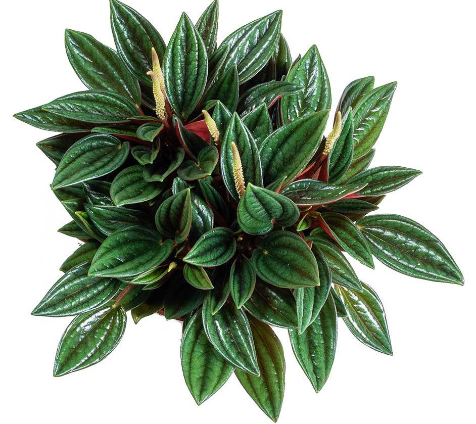 Peperomia Caperata – image 3