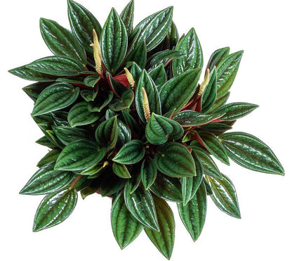Peperomia Caperata – image 3