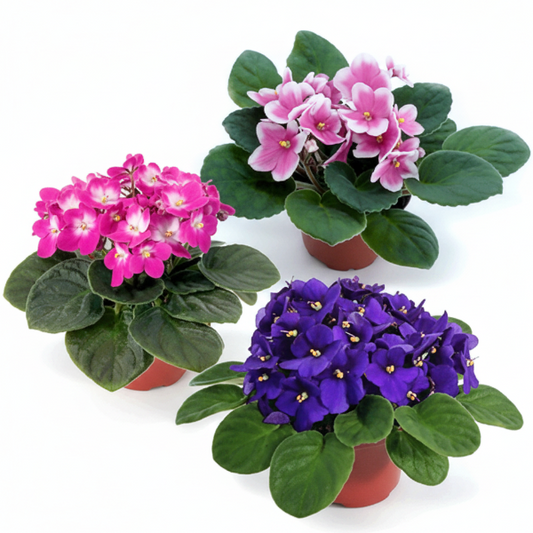 African Violets, Saintpaulia – image 1