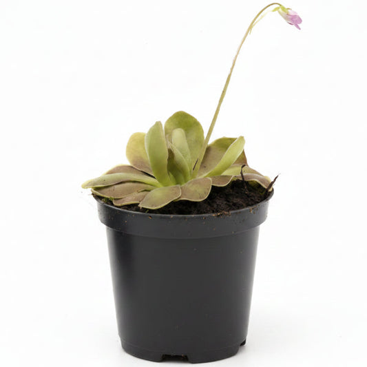Butterworts , Sarracenia pinguicula – image 2