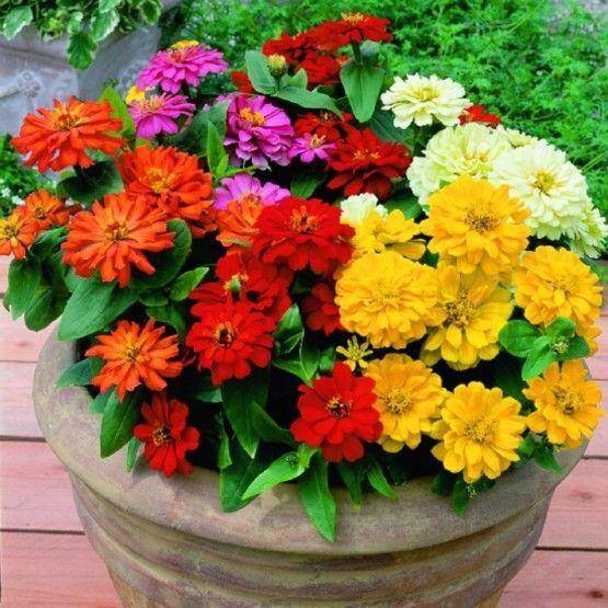 Zinnia Flowers (Small) – image 4