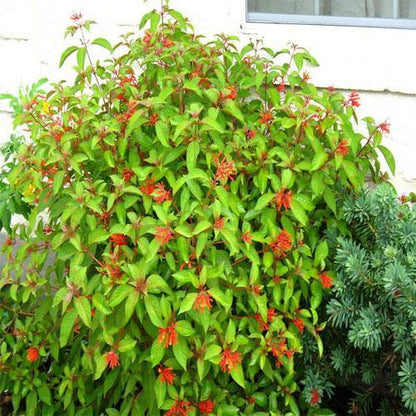 Fire Bush, Hamelia Patens – image 6