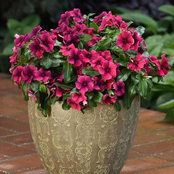Vinca Flowers (small), Periwinkle – image 6