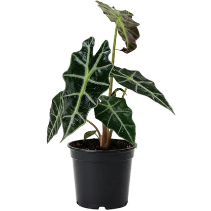 African Mask Plant - Alocasia 'Polly' – Green Plants