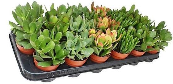 Crassula per plant 10-15cm – image 2