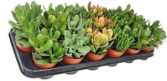 Crassula per plant 10-15cm – image 2