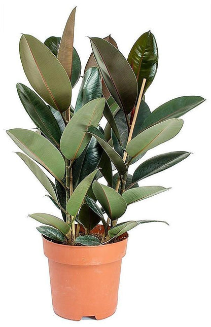 Ficus elastic Abidjan, Rubber Plant – image 4