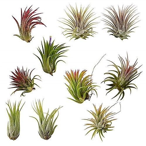 Tillandsia Lonantha Red Clumb – image 4