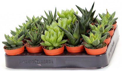Haworthia Succulents – image 5