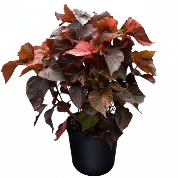 Acalypha wilkesiana, Tri Color – image 4
