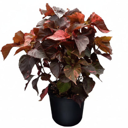 Acalypha wilkesiana, Tri Color – image 4