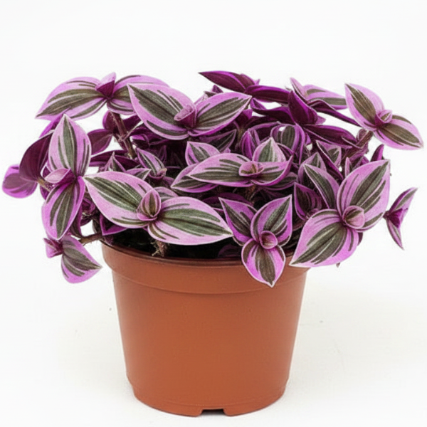 Fantasy Venice, Tradescantia Nanouk – image 2