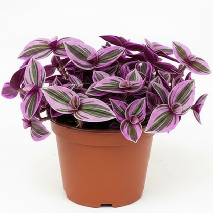 Fantasy Venice, Tradescantia Nanouk – image 2