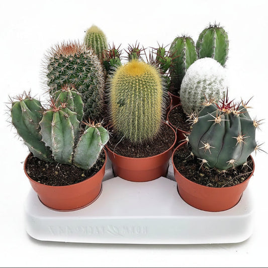 Cactus small 6 - 8 cm – image 2