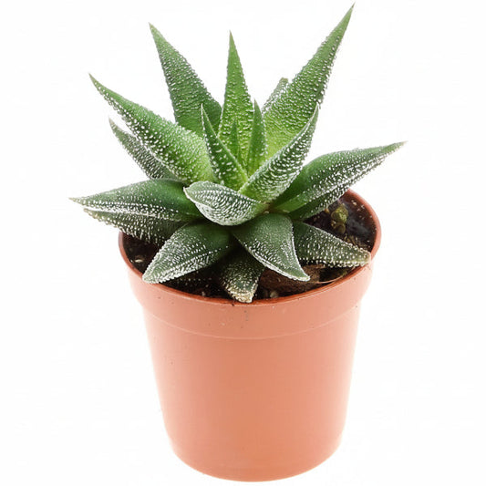 Zebra Cactus, Haworthia Fasciata Concolor 10 - 15cm – image 2