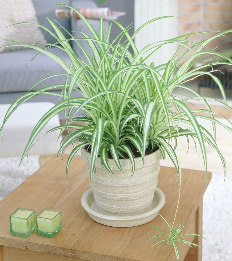 Spider Plant, Chlorophytum comosum, Variegatum – image 5