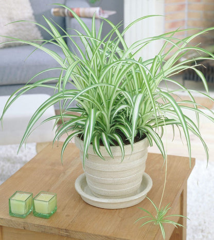 Spider Plant, Chlorophytum comosum, Variegatum – image 5