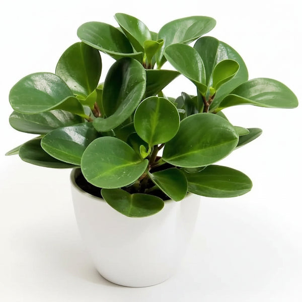Baby Rubber, Pepper face, Peperomia Obtusifolia – image 2