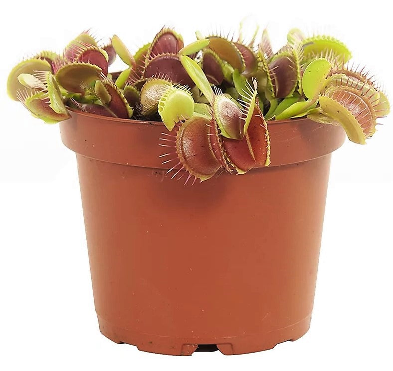 Venus Flytrap , Dionaea Muscipula – image 3