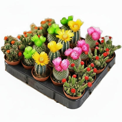Ornamental Cactus Small – image 3