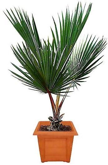 Red Latan Palm, Latania Lontaroides – image 3