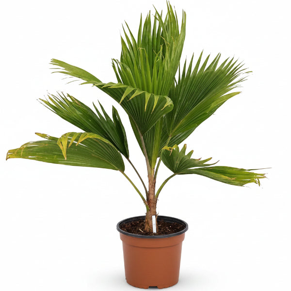 Fiji Fan Palm, Pritchardia Pacifica – image 3