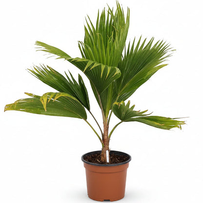 Fiji Fan Palm, Pritchardia Pacifica – image 3
