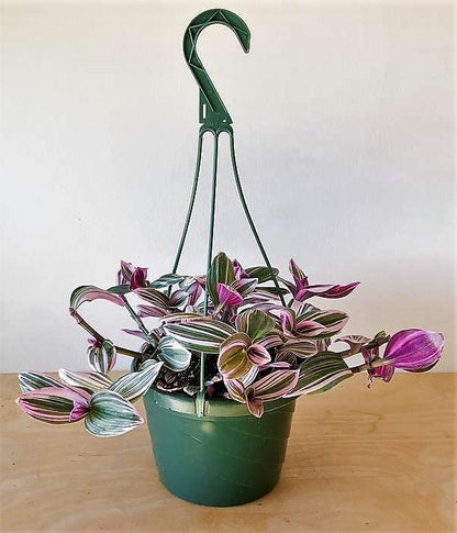 Fantasy Venice, Tradescantia Nanouk – image 4