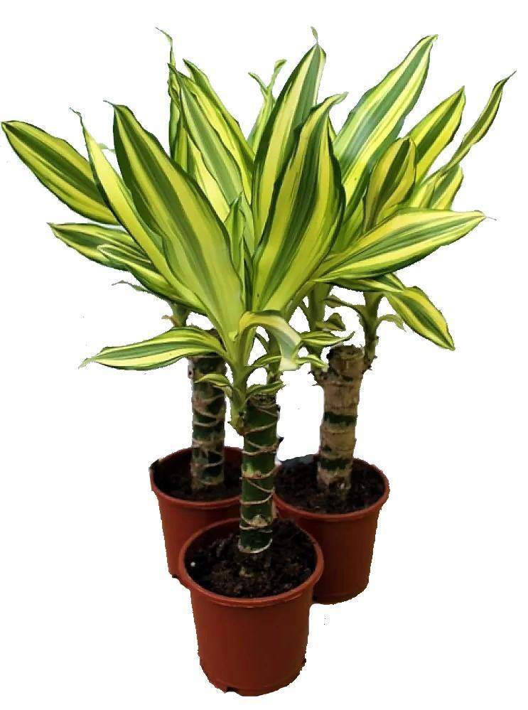 Dracaena Fragrans, Yellow Coast – image 5