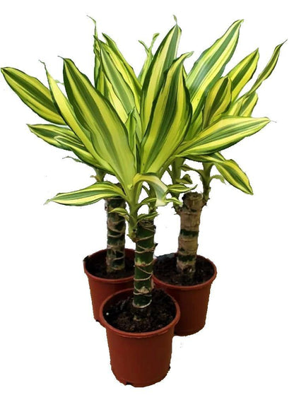 Dracaena Fragrans, Yellow Coast – image 5