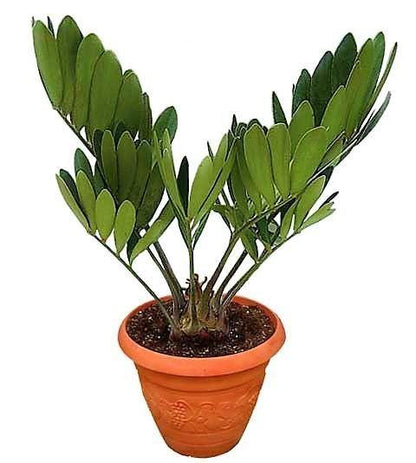 Cardboard Palm, Zamia Furfuracea – image 4