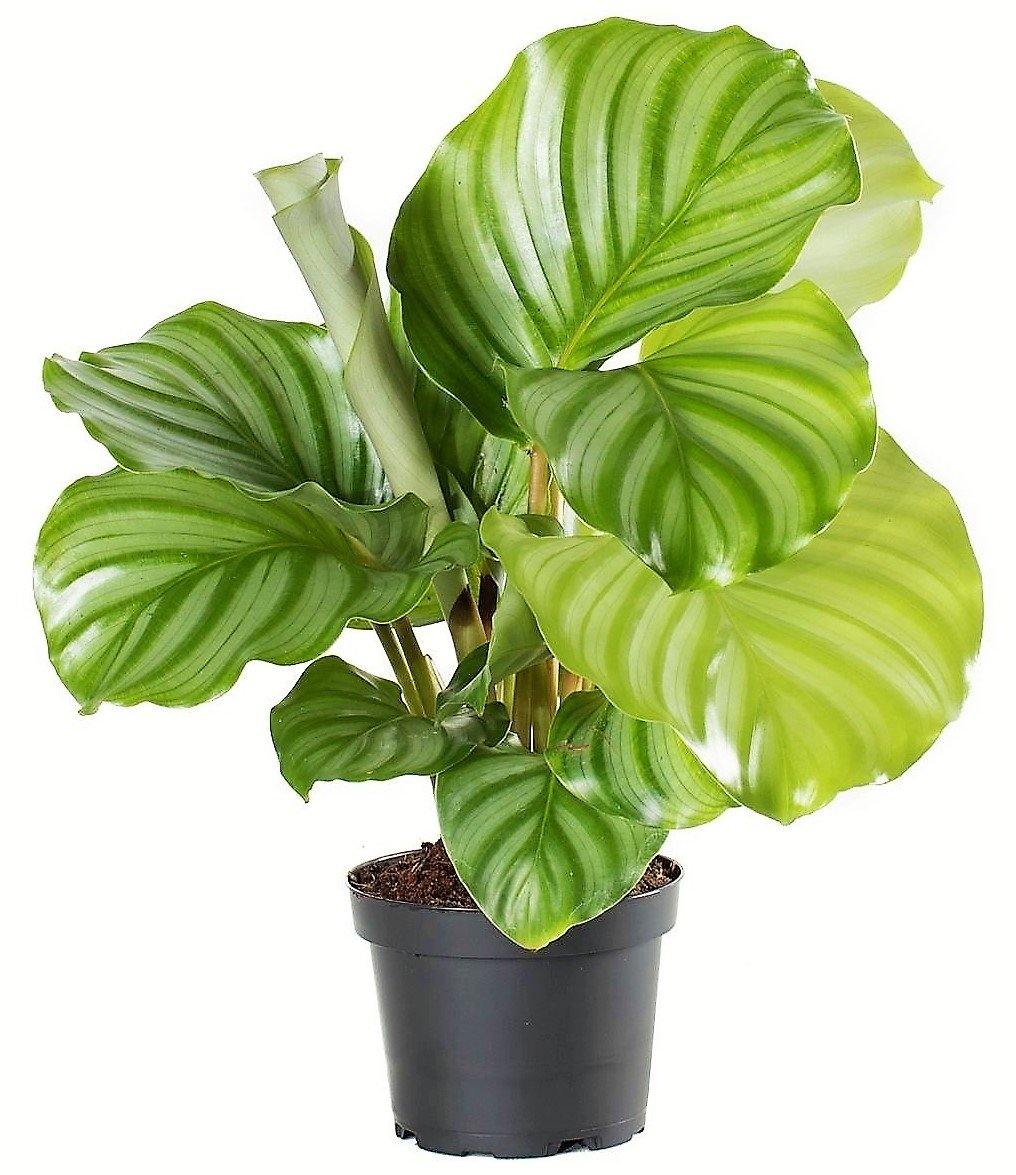Calathea Orbifolia – image 4