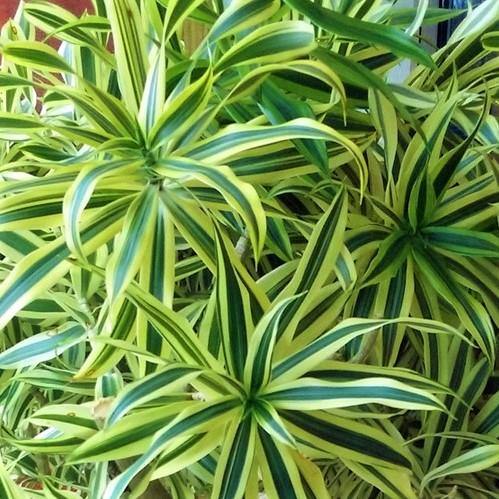 Dracaena Reflexa, Song of India, Pleomele – image 4