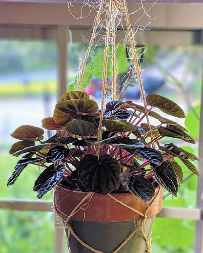 Peperomia Red Luna – image 4
