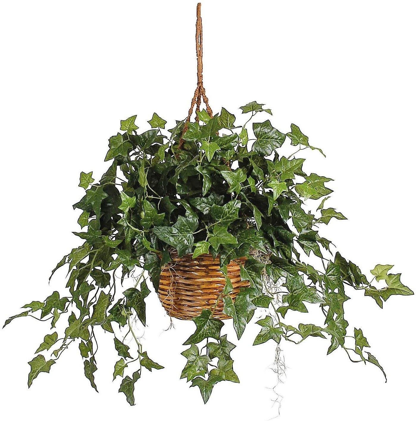 Hedera helix, English Ivy – image 5
