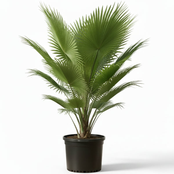 Fiji Fan Palm, Pritchardia Pacifica – image 6