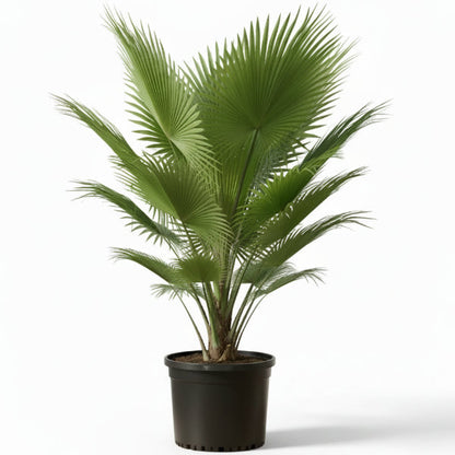Fiji Fan Palm, Pritchardia Pacifica – image 6