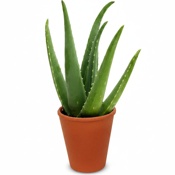 Aloe Vera, Medicina Aloe, Indoor – image 3