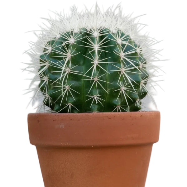 Ball Cactus, Barrel – image 3