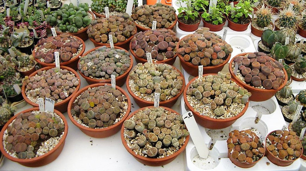 Living Stones , Lithops – image 3