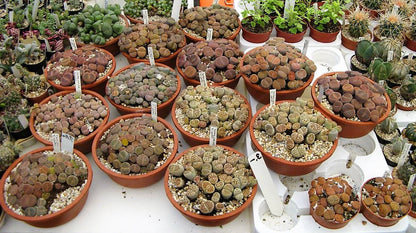 Living Stones , Lithops – image 3