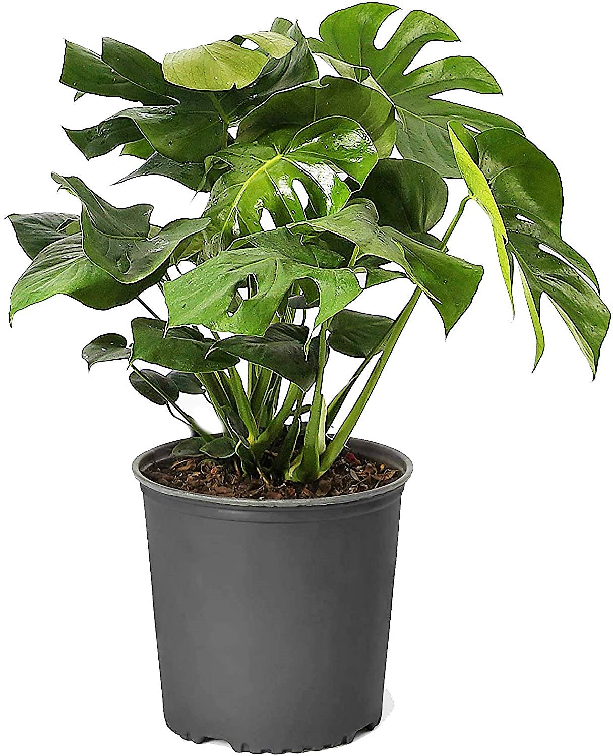 Monstera Adansonii, Swiss Cheese Plant – image 3