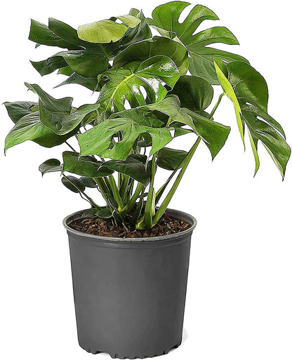 Monstera Adansonii, Swiss Cheese Plant – image 3